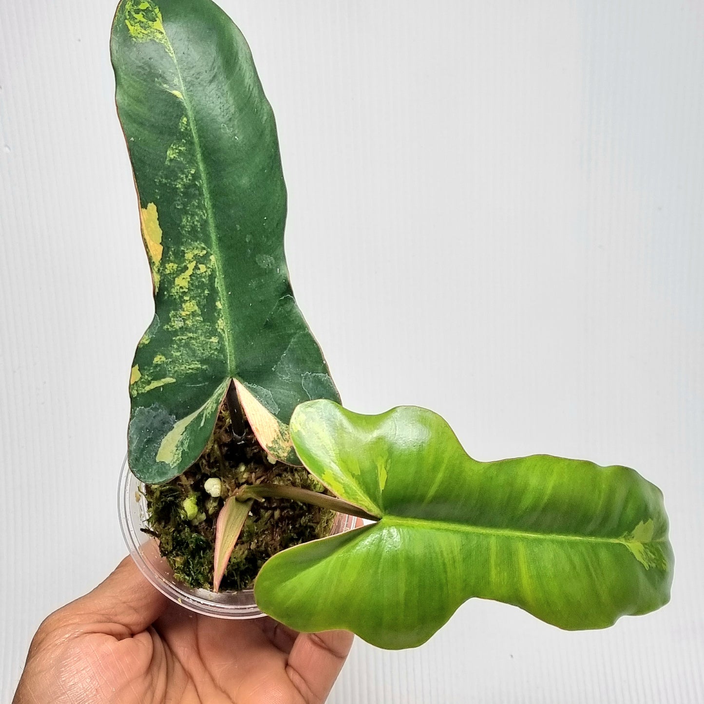 Philodendron Brown Beauty (FB x Black billie)