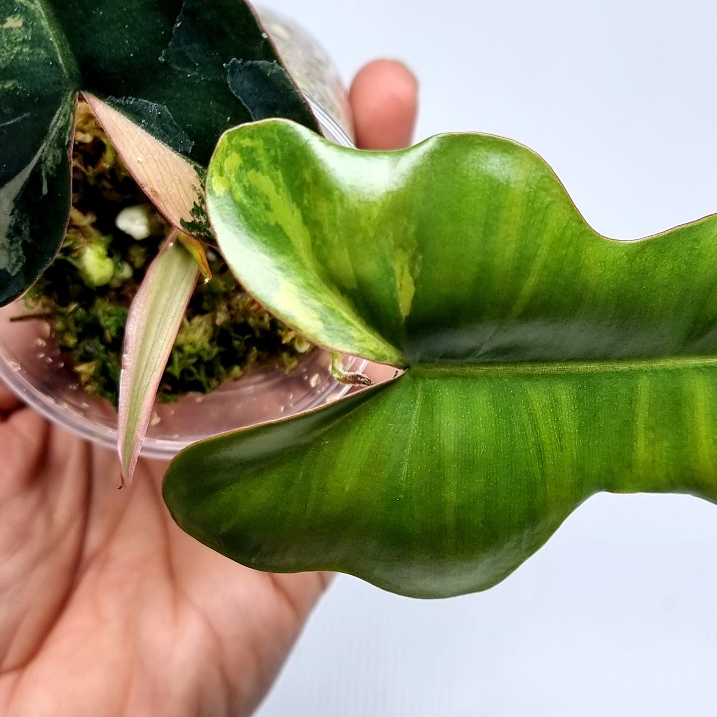 Philodendron Brown Beauty (FB x Black billie)