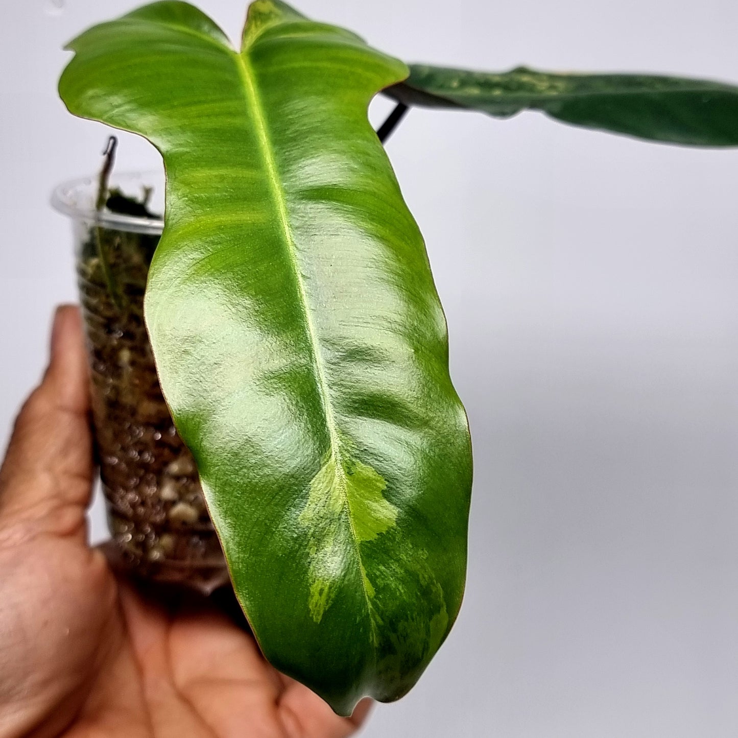 Philodendron Brown Beauty (FB x Black billie)