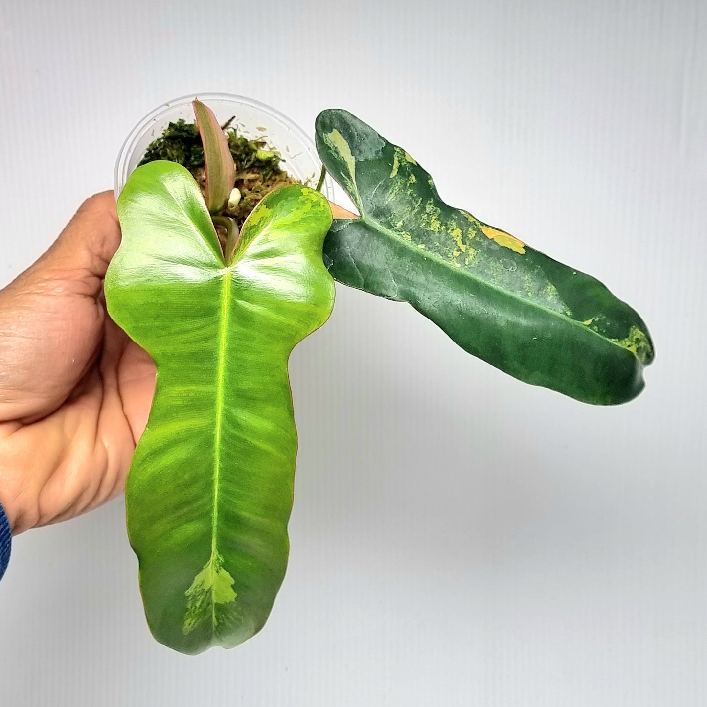 Philodendron Brown Beauty (FB x Black billie)