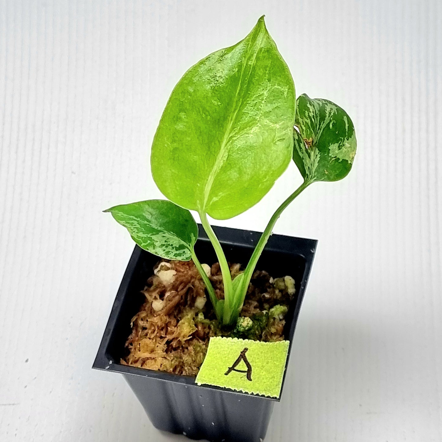 Monstera Bulbasaur