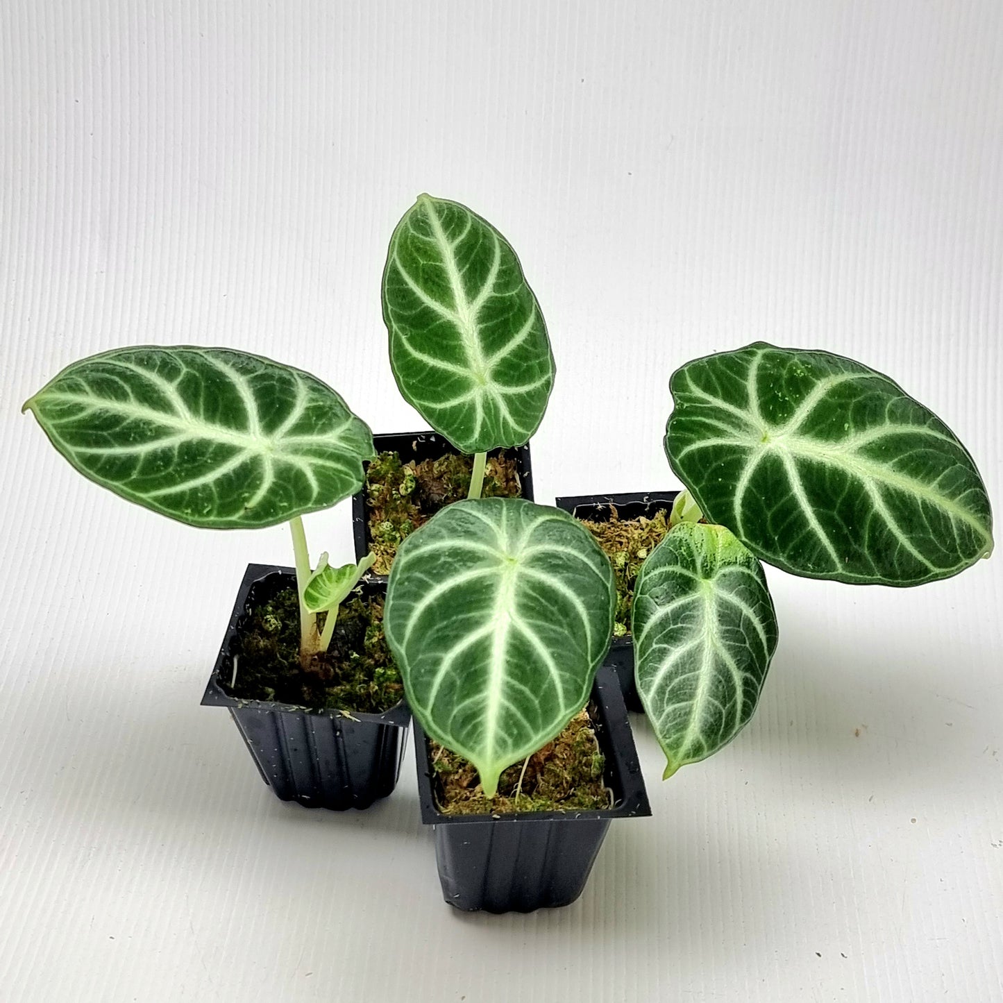 Alocasia Ninja Albo Reverted (corm grown)
