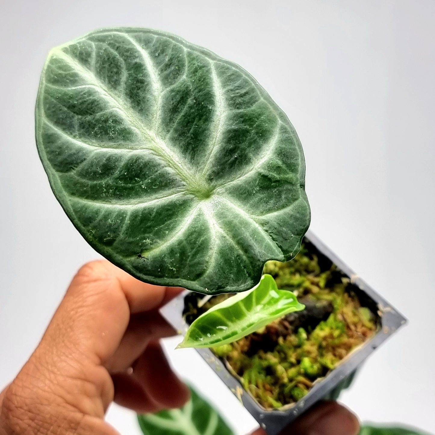 Alocasia Ninja Albo Reverted (corm grown)