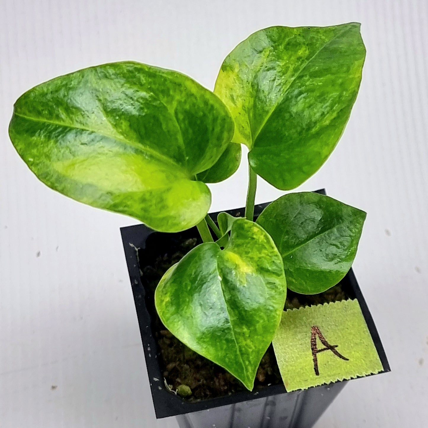 Anthurium Foliage Variegated