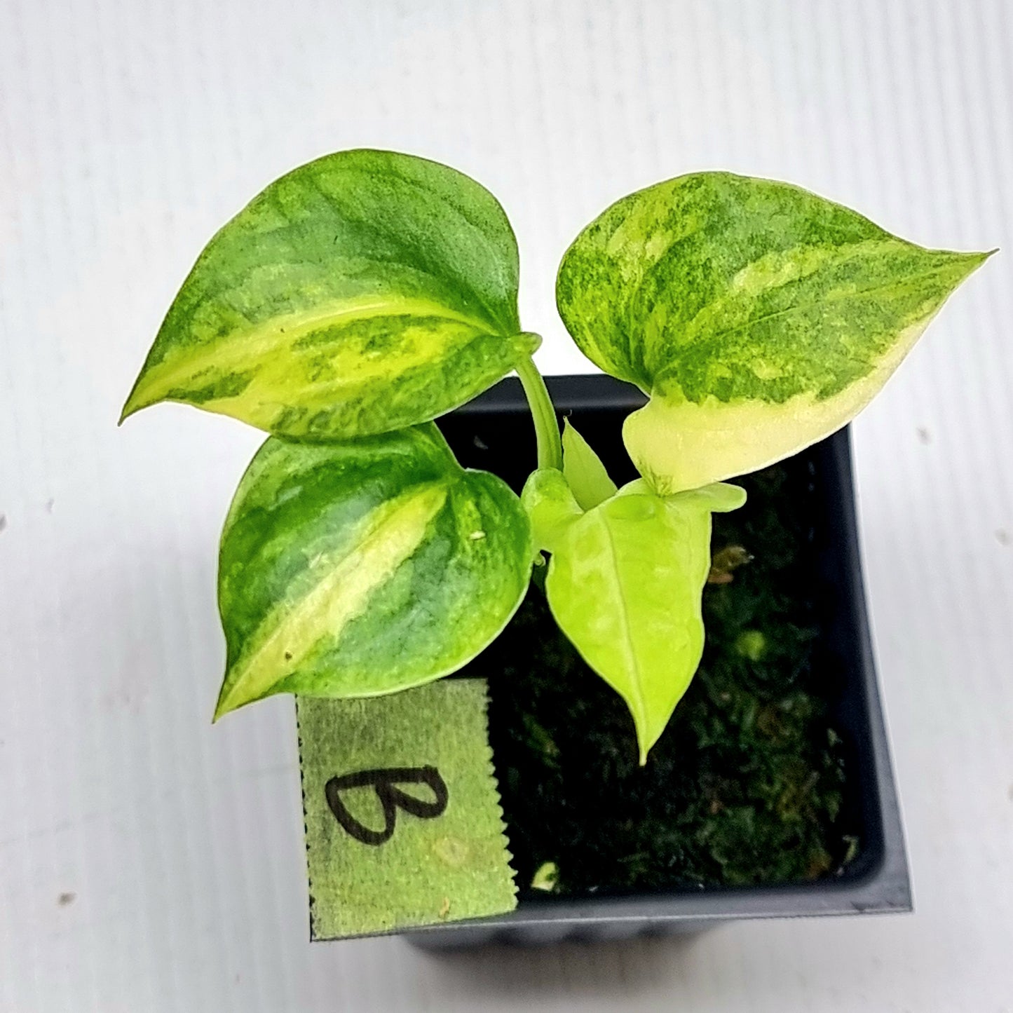 Anthurium Foliage Variegated