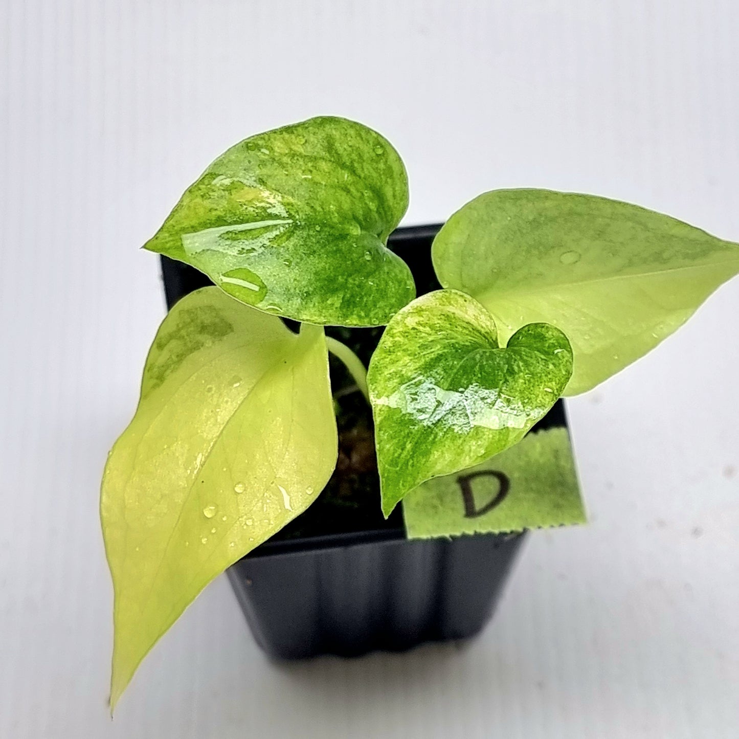 Anthurium Foliage Variegated