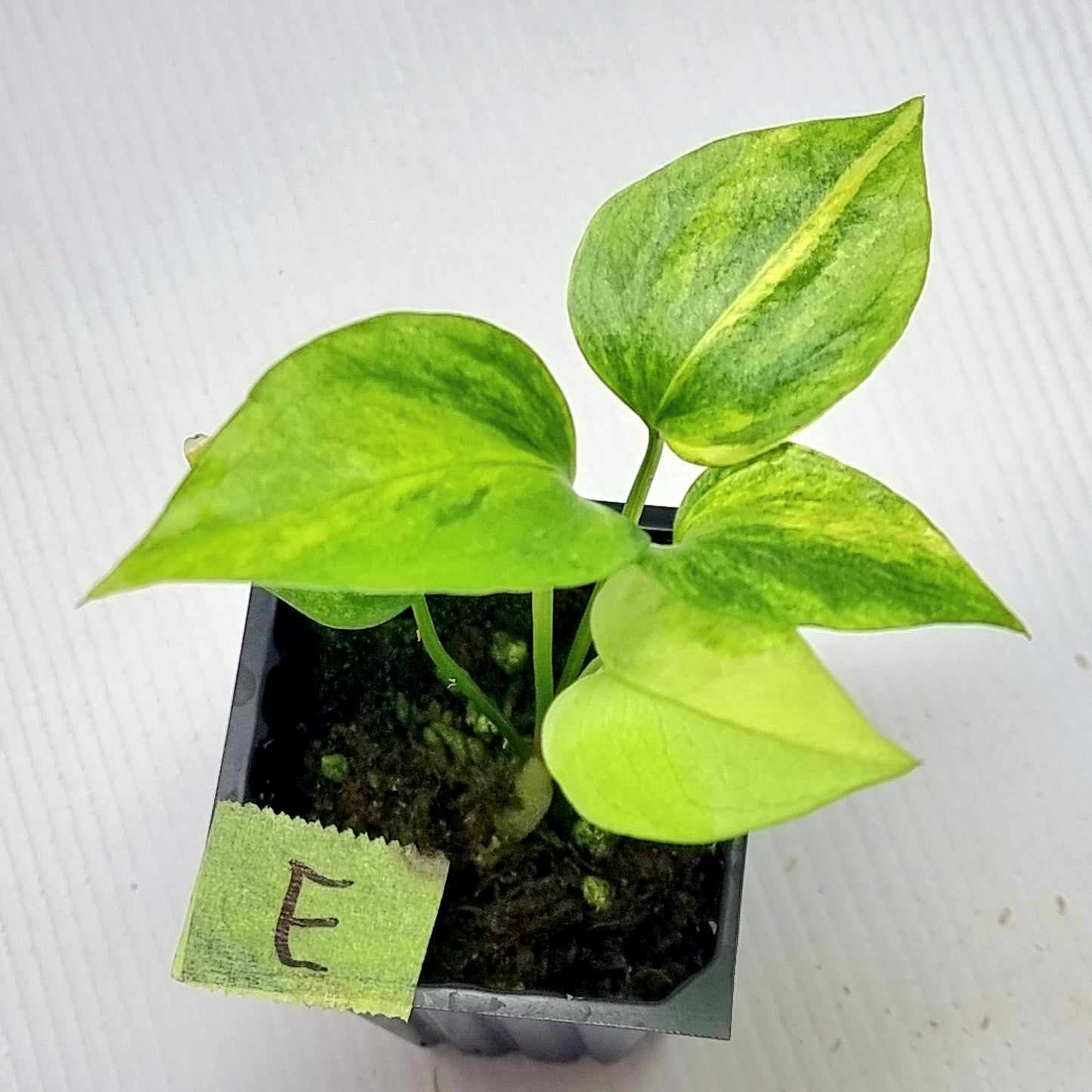 Anthurium Foliage Variegated