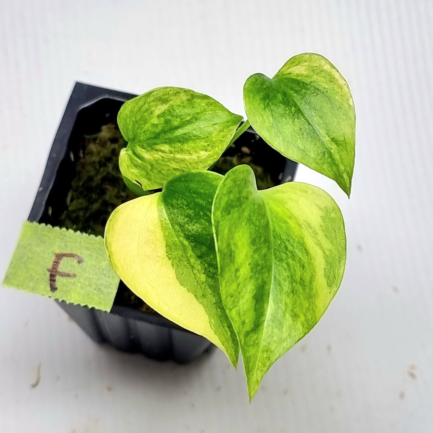 Anthurium Foliage Variegated
