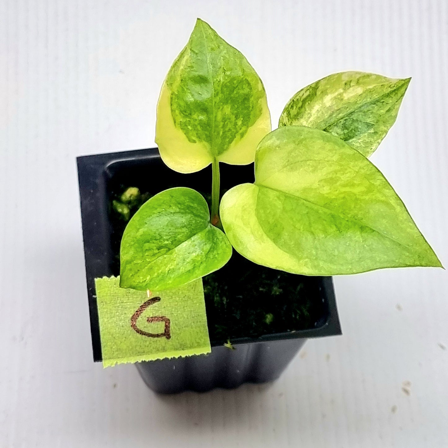 Anthurium Foliage Variegated