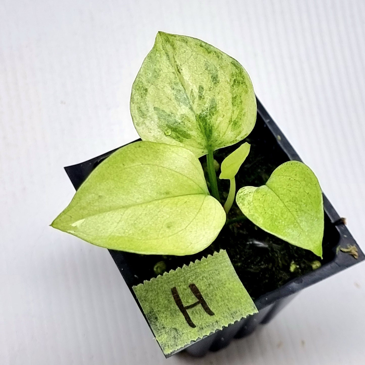 Anthurium Foliage Variegated