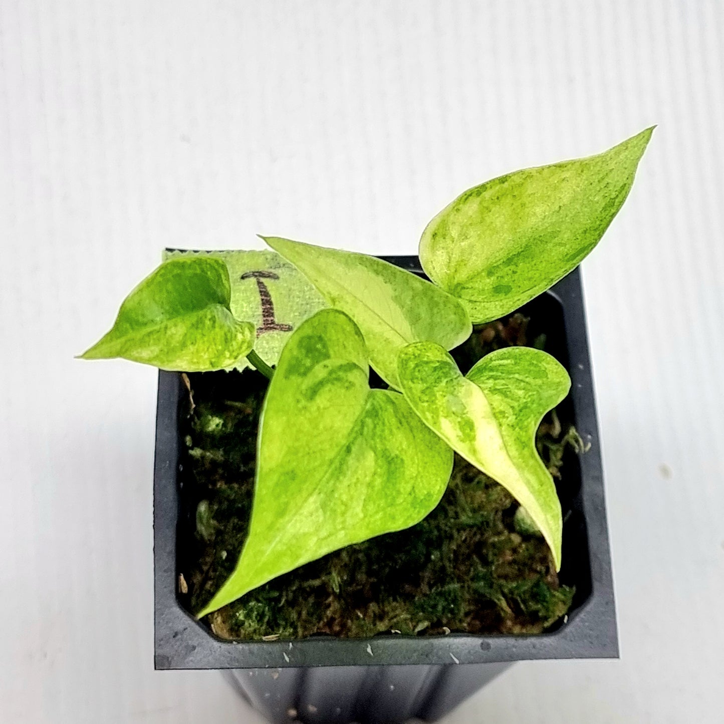 Anthurium Foliage Variegated