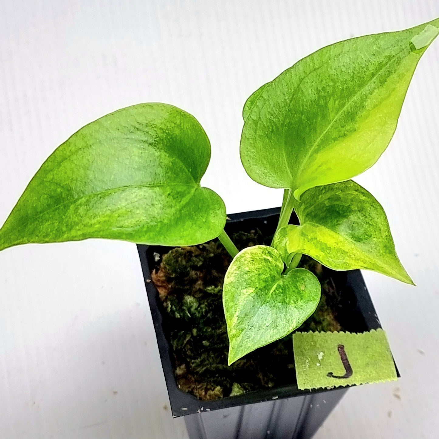Anthurium Foliage Variegated
