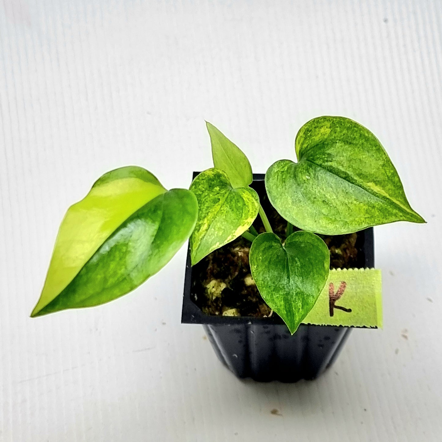 Anthurium Foliage Variegated