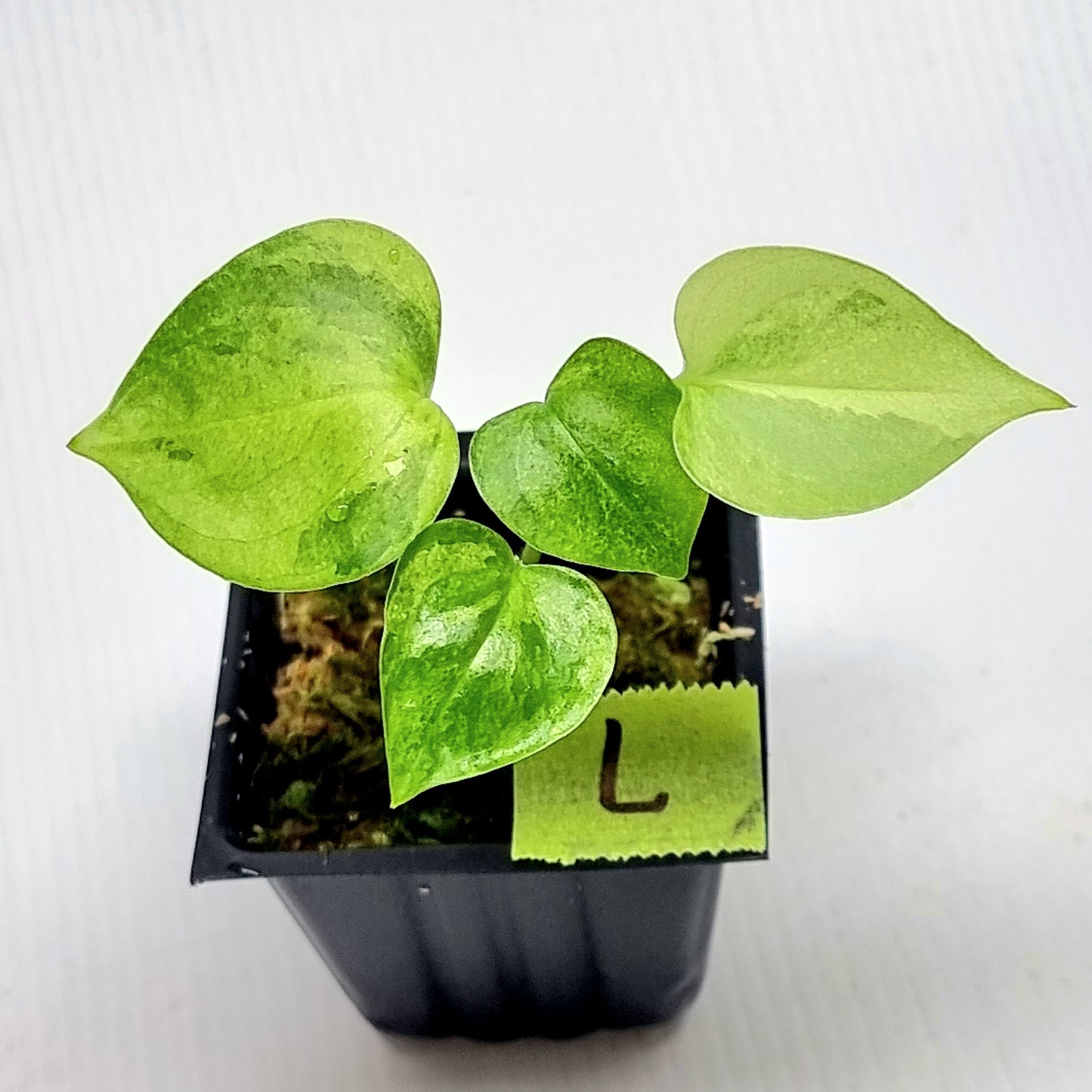 Anthurium Foliage Variegated