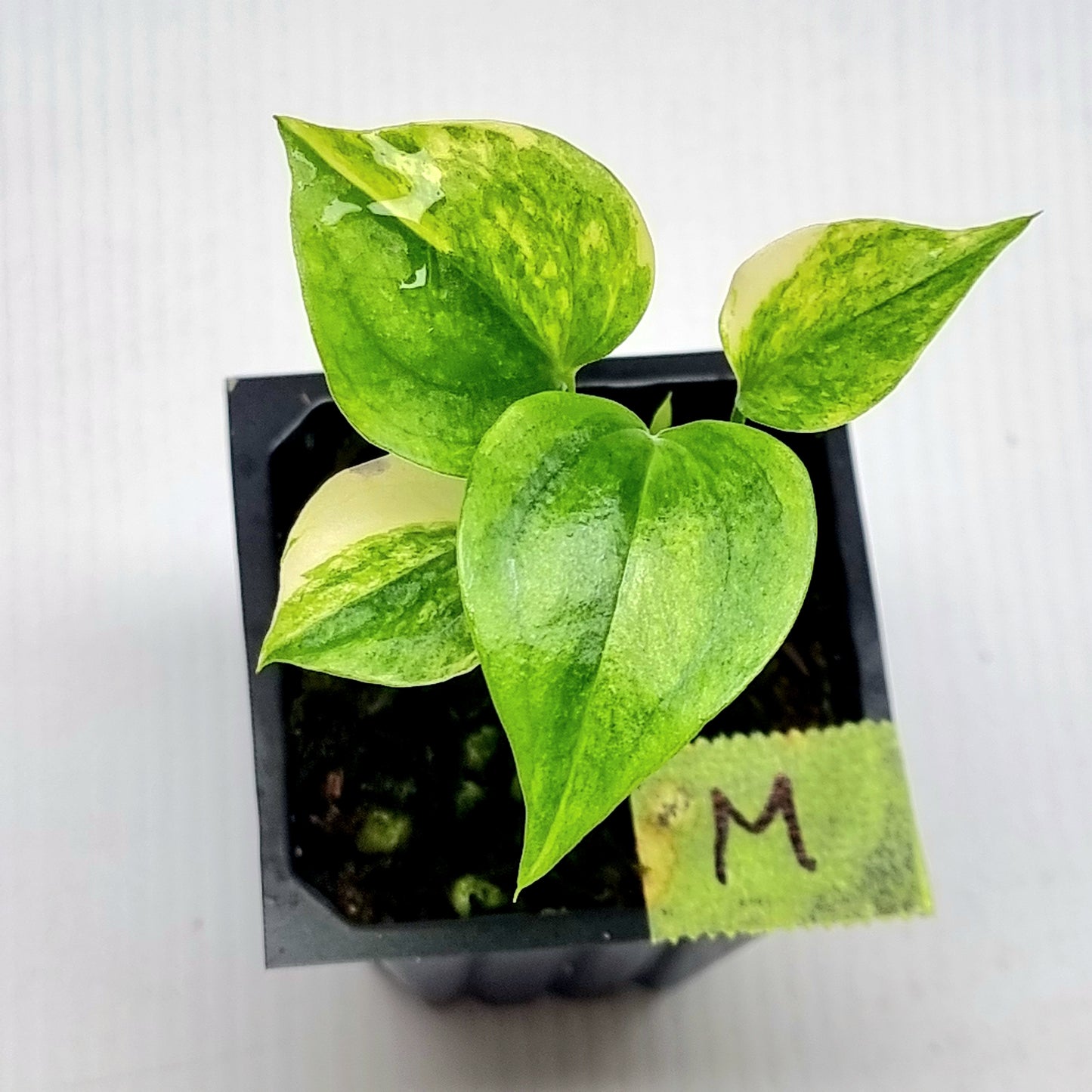 Anthurium Foliage Variegated