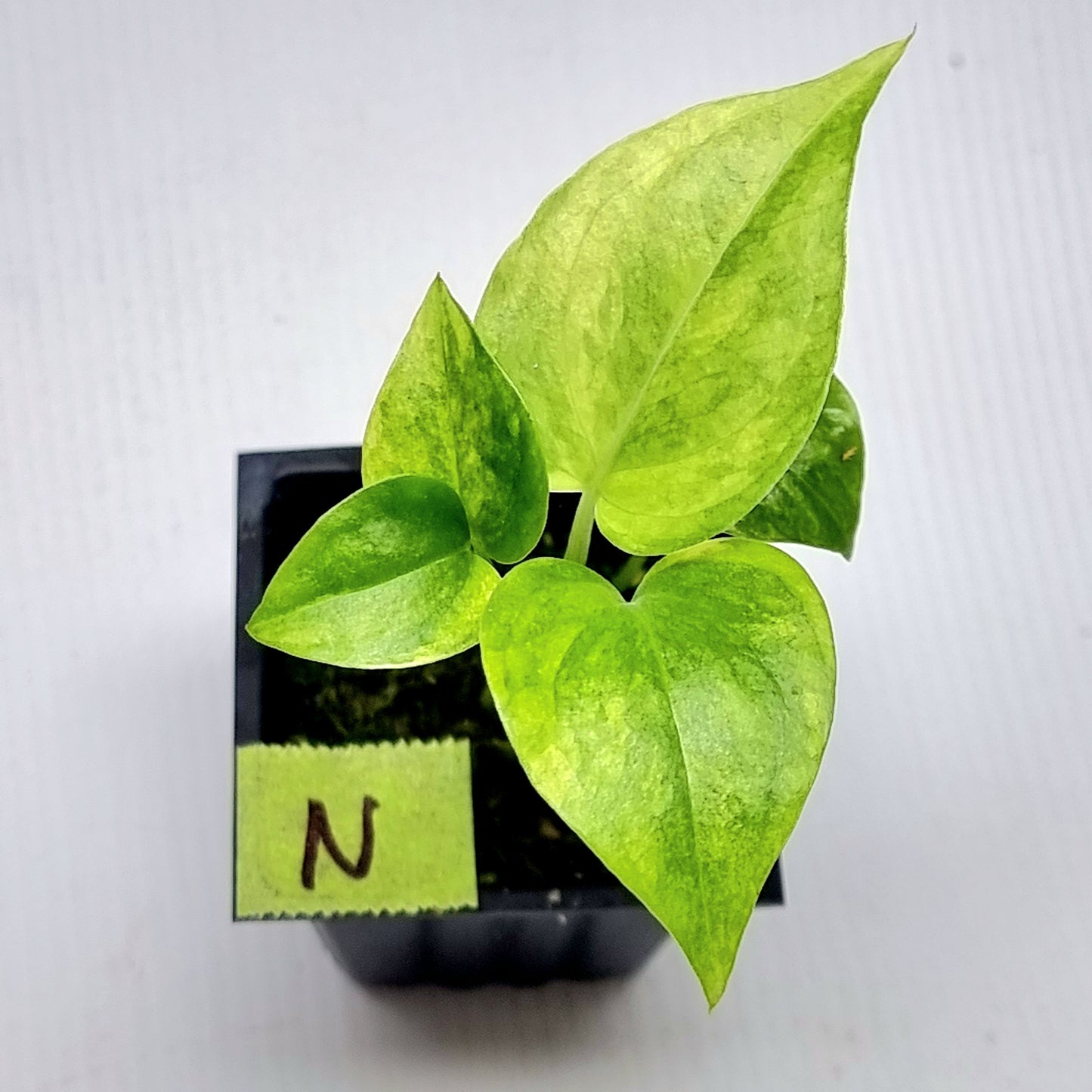 Anthurium Foliage Variegated