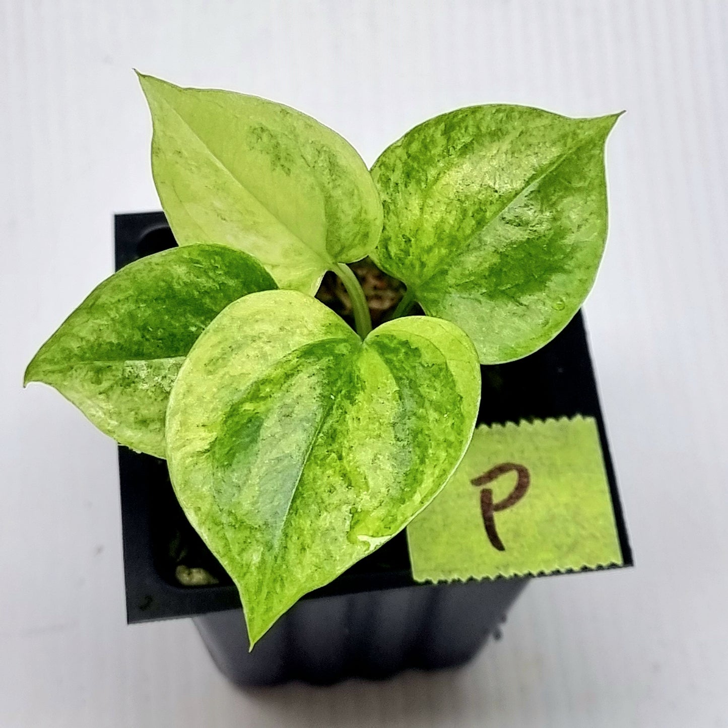 Anthurium Foliage Variegated