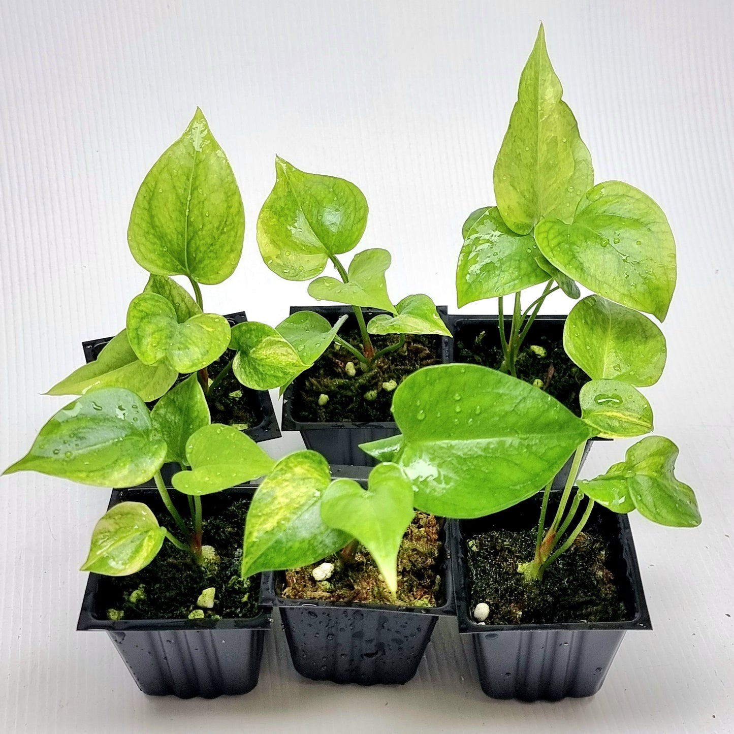Anthurium Foliage LOW Variegated