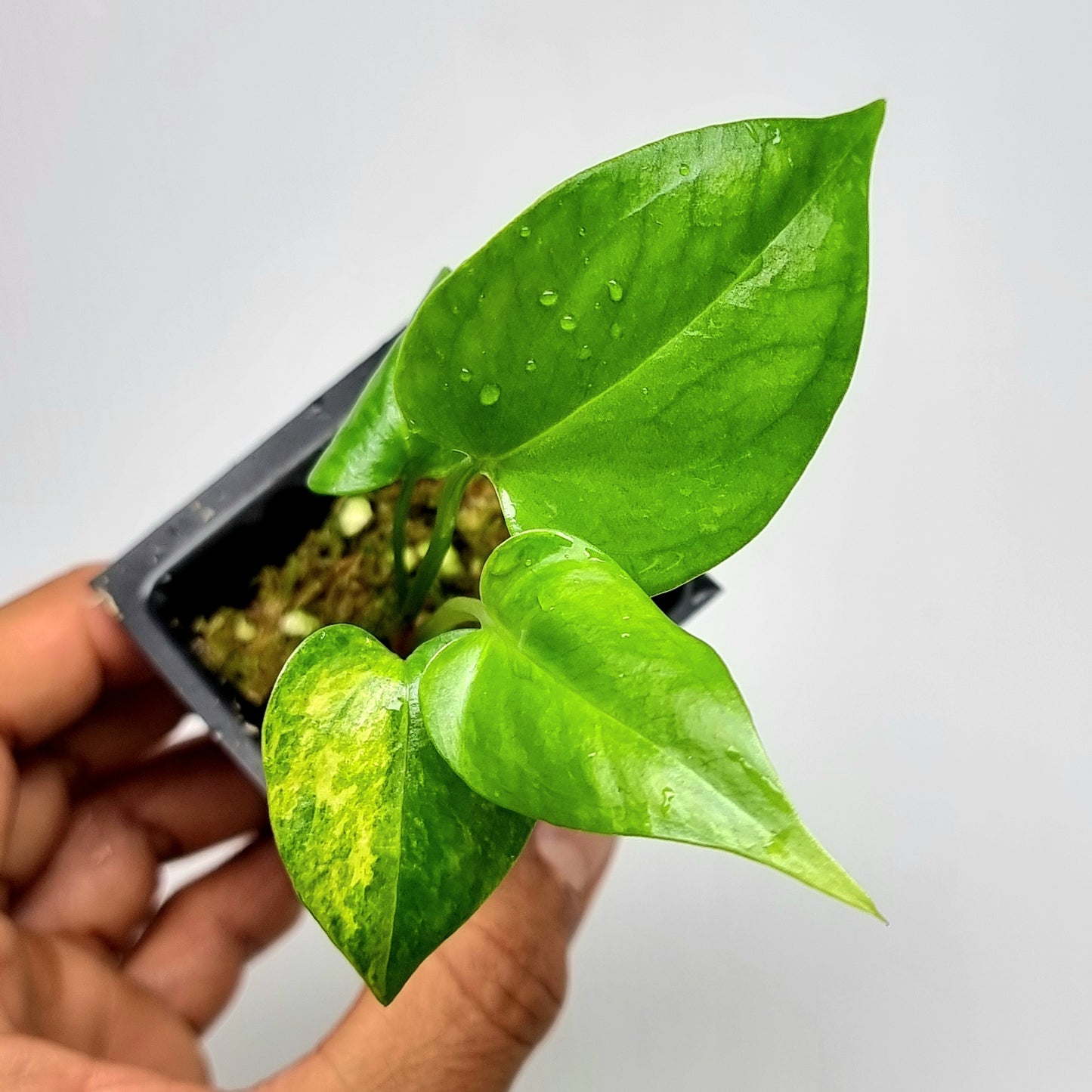 Anthurium Foliage LOW Variegated