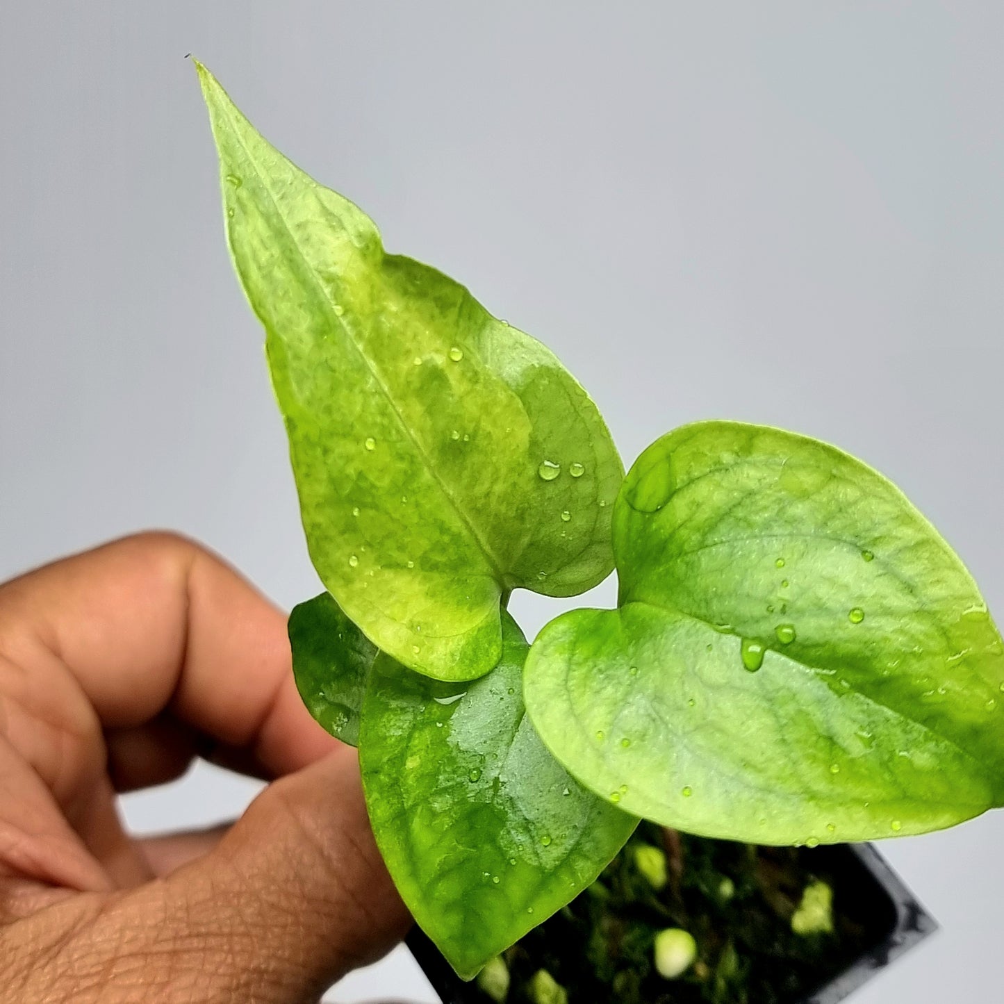 Anthurium Foliage LOW Variegated