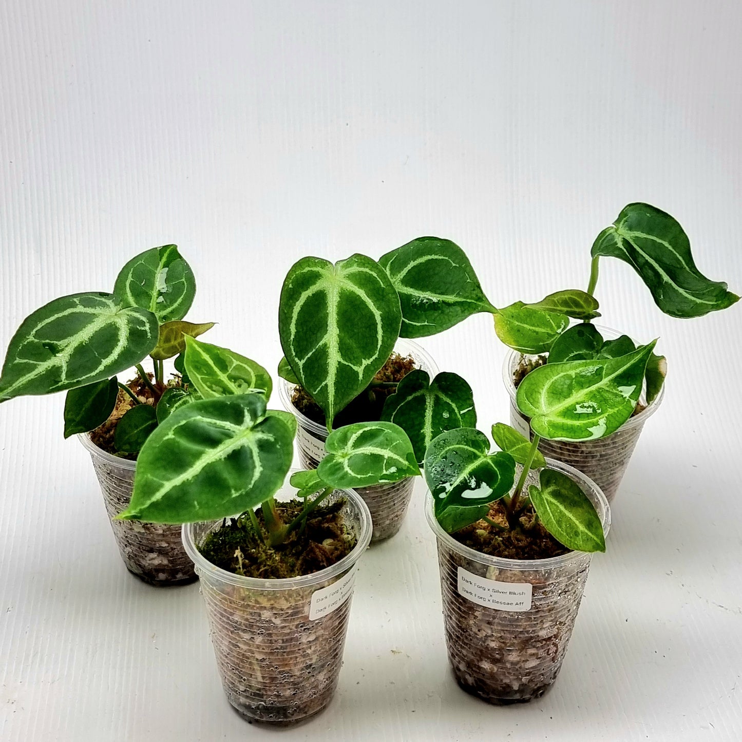 Anthurium Dark Forgetii x Silver Blush X Dark Forgetii x Bessae Aff (M)
