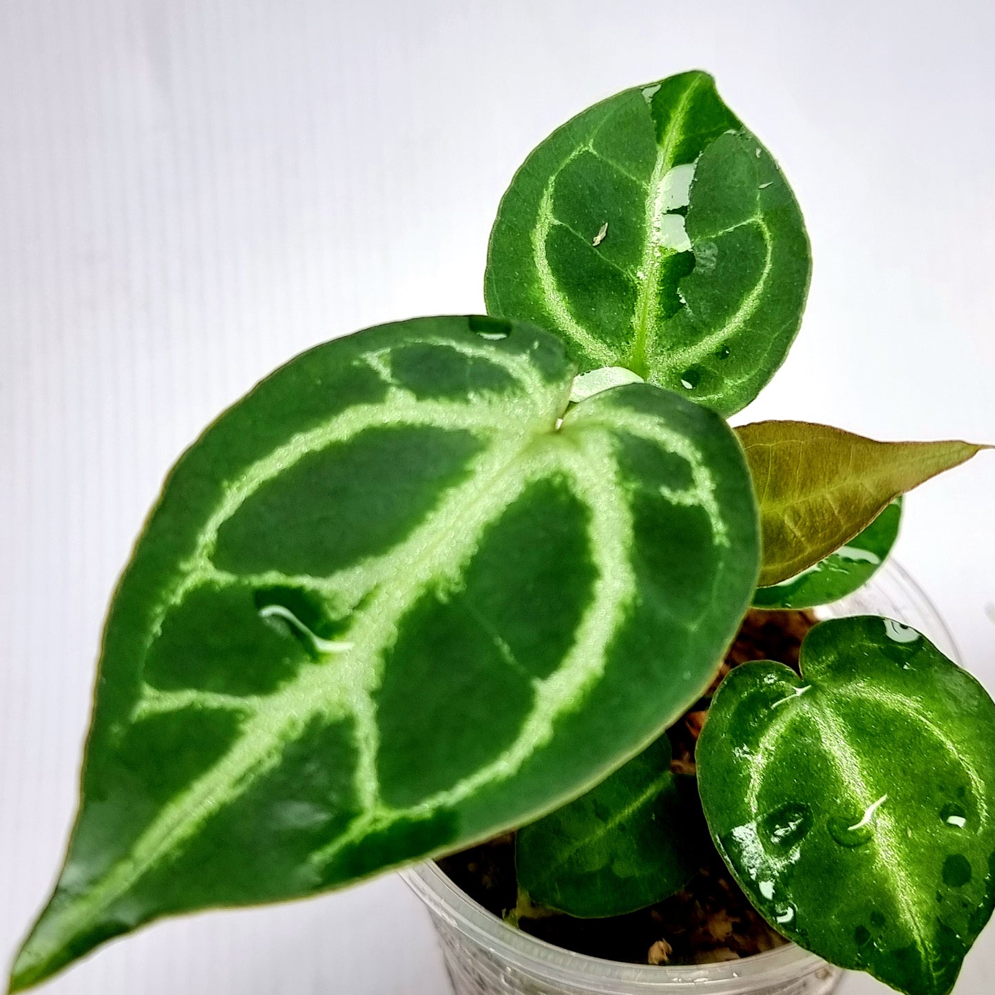 Anthurium Dark Forgetii x Silver Blush X Dark Forgetii x Bessae Aff (M)