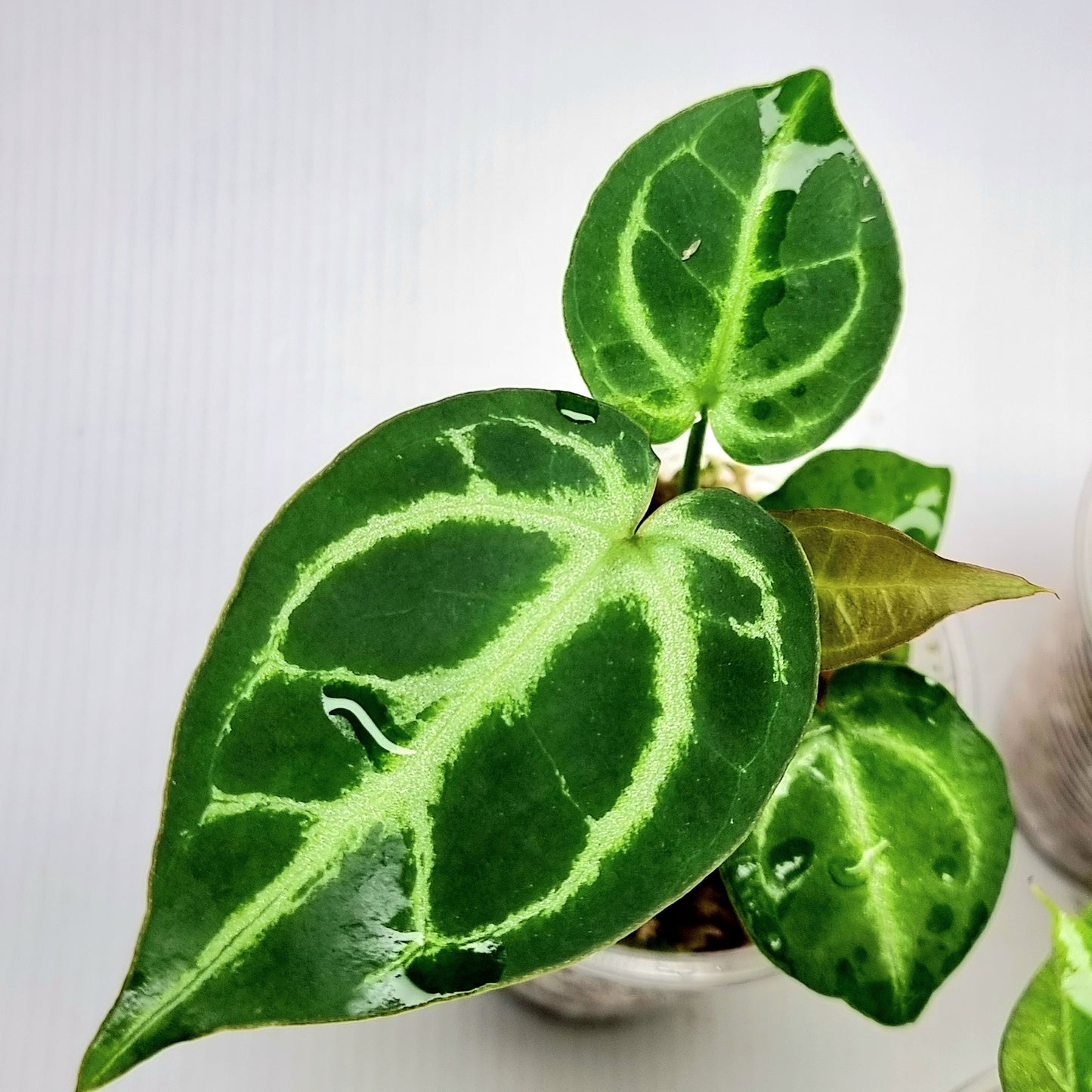 Anthurium Dark Forgetii x Silver Blush X Dark Forgetii x Bessae Aff (M)
