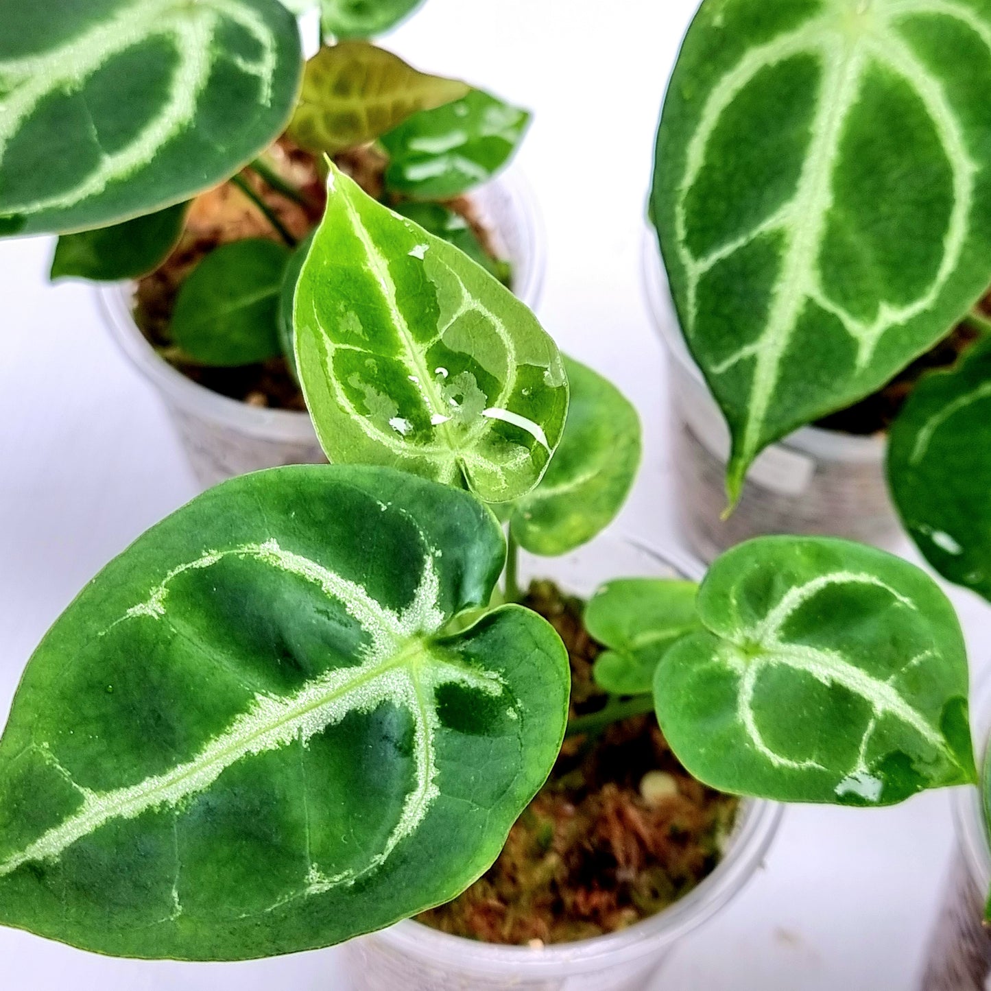 Anthurium Dark Forgetii x Silver Blush X Dark Forgetii x Bessae Aff (M)