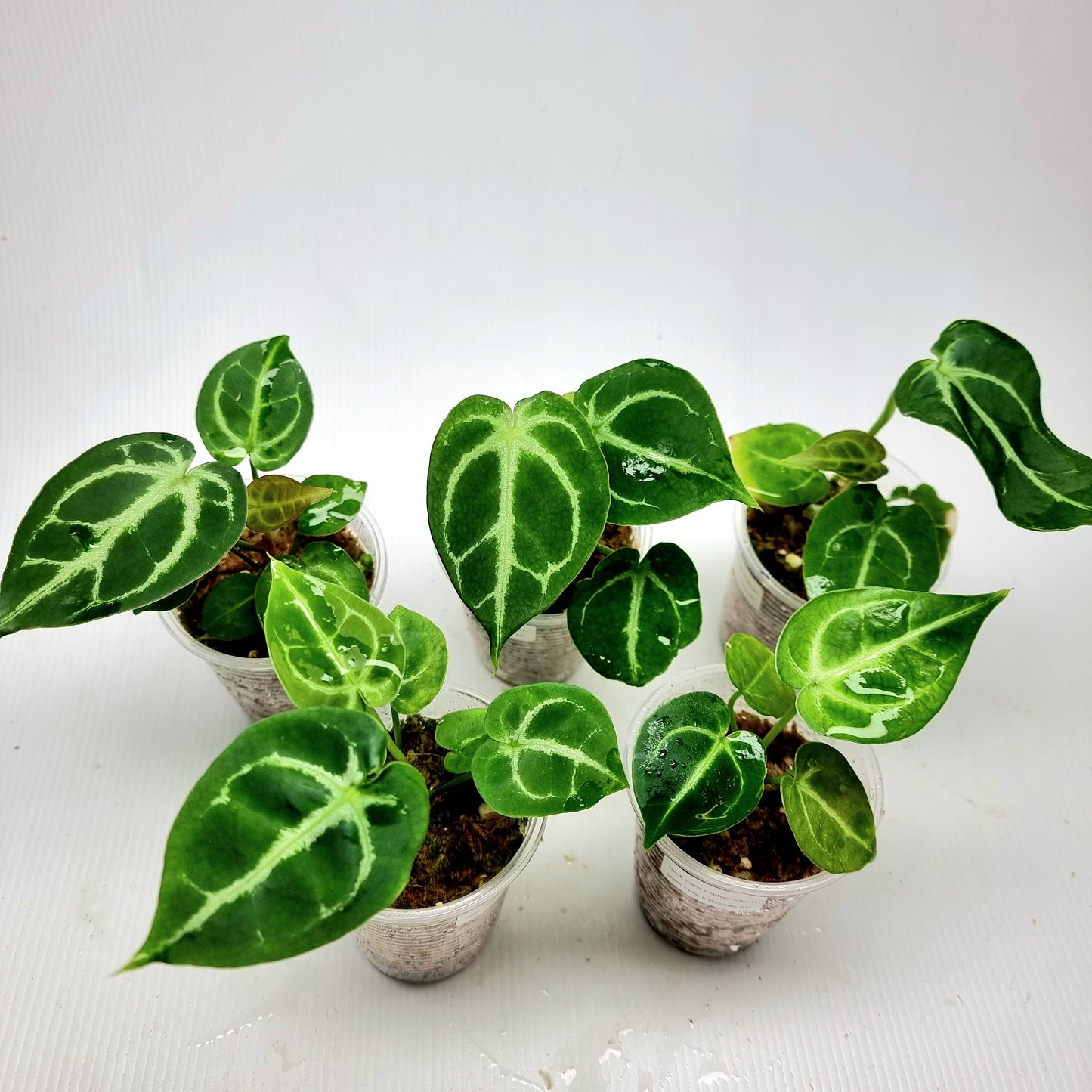 Anthurium Dark Forgetii x Silver Blush X Dark Forgetii x Bessae Aff (M)