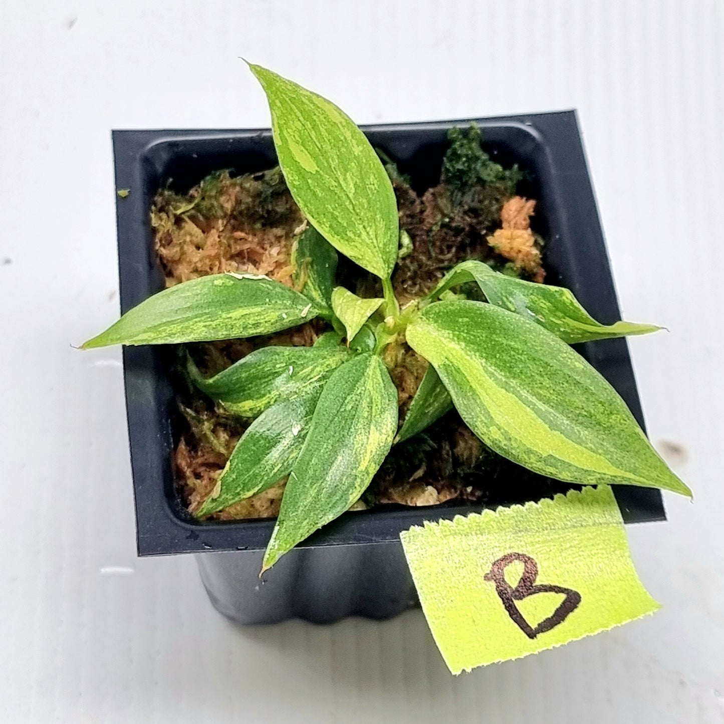 Philodendron gloriosum Tricolour Variegated