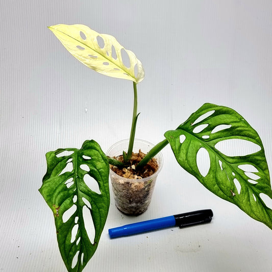 Monstera adansonii "Archipelago" variegated