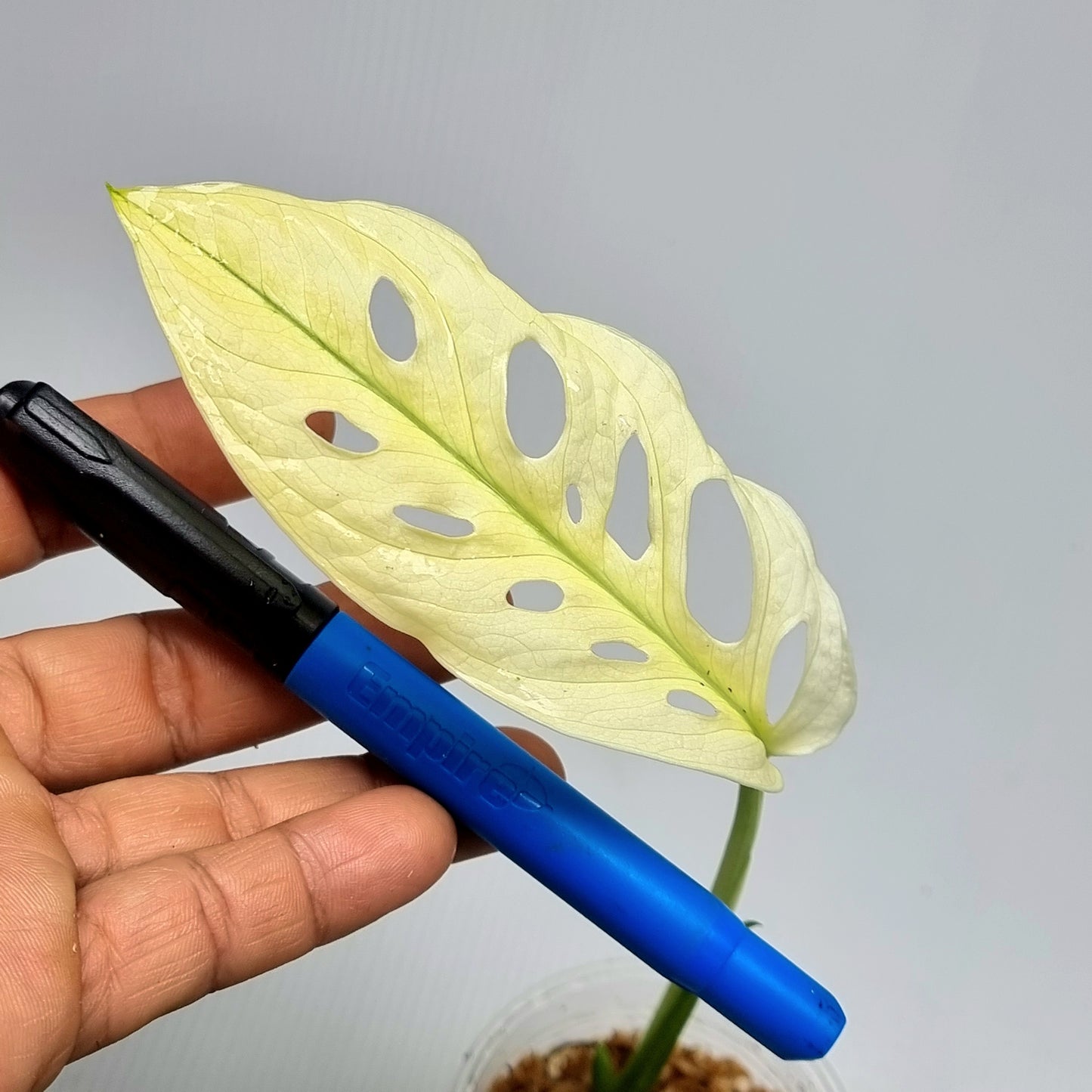 Monstera adansonii "Archipelago" variegated