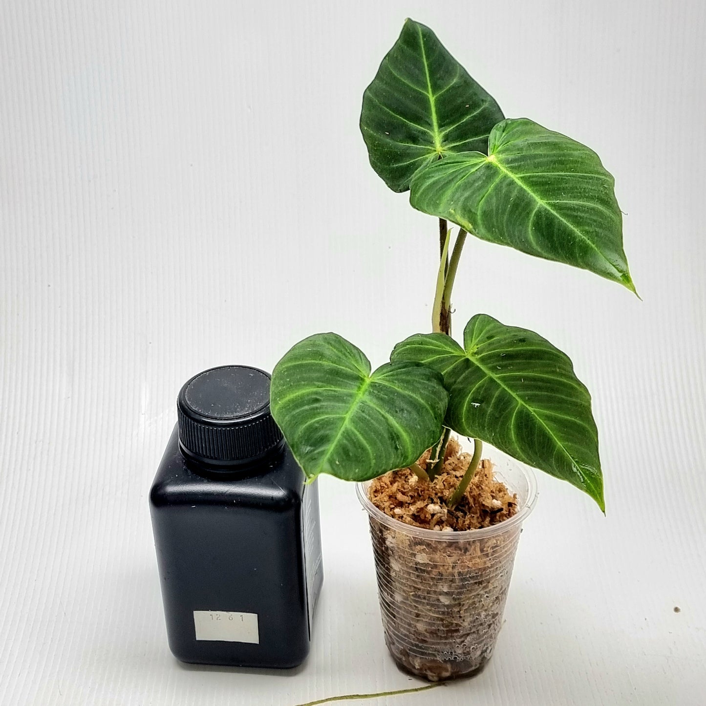 Philodendron verrucosum Rojo