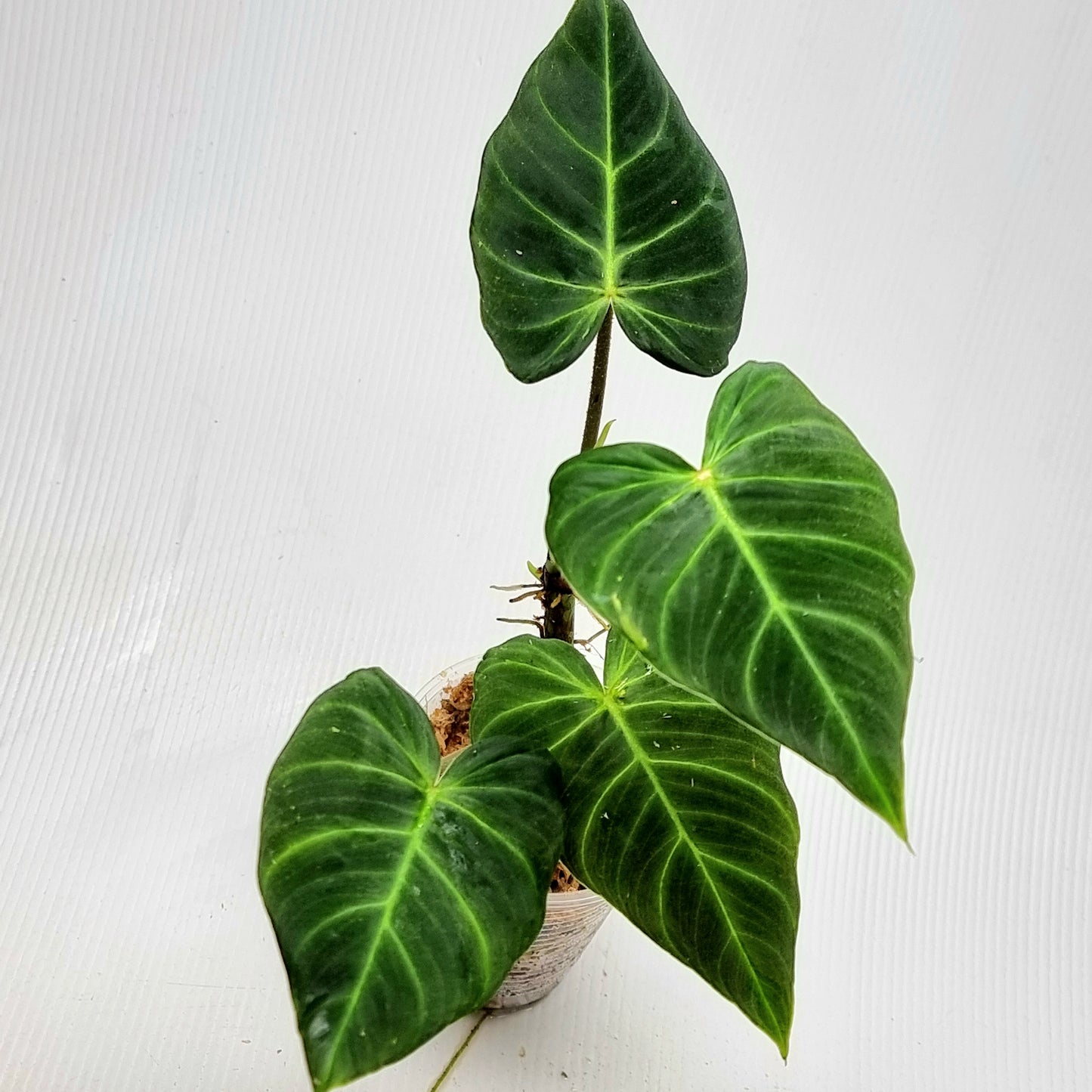 Philodendron verrucosum Rojo