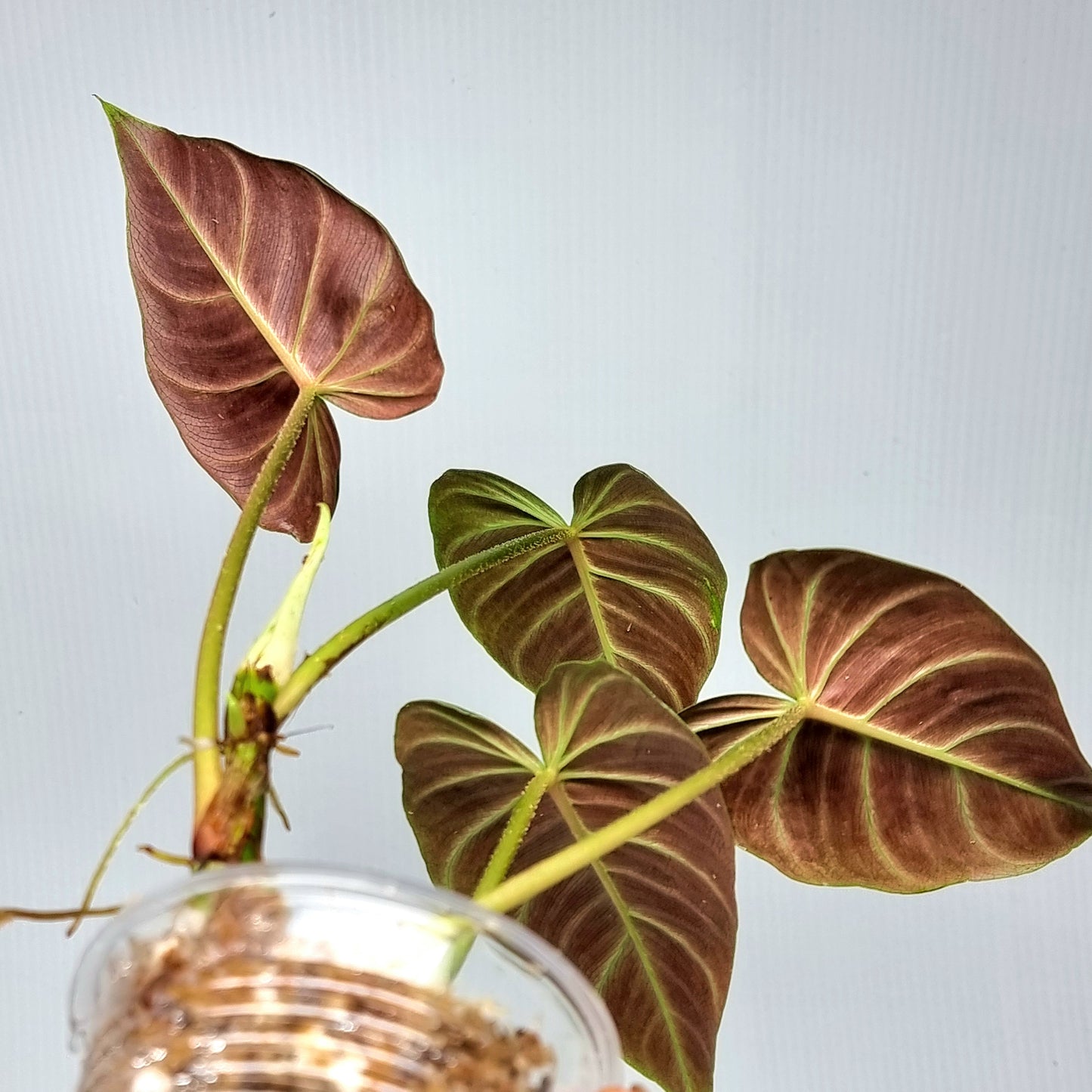 Philodendron verrucosum Rojo