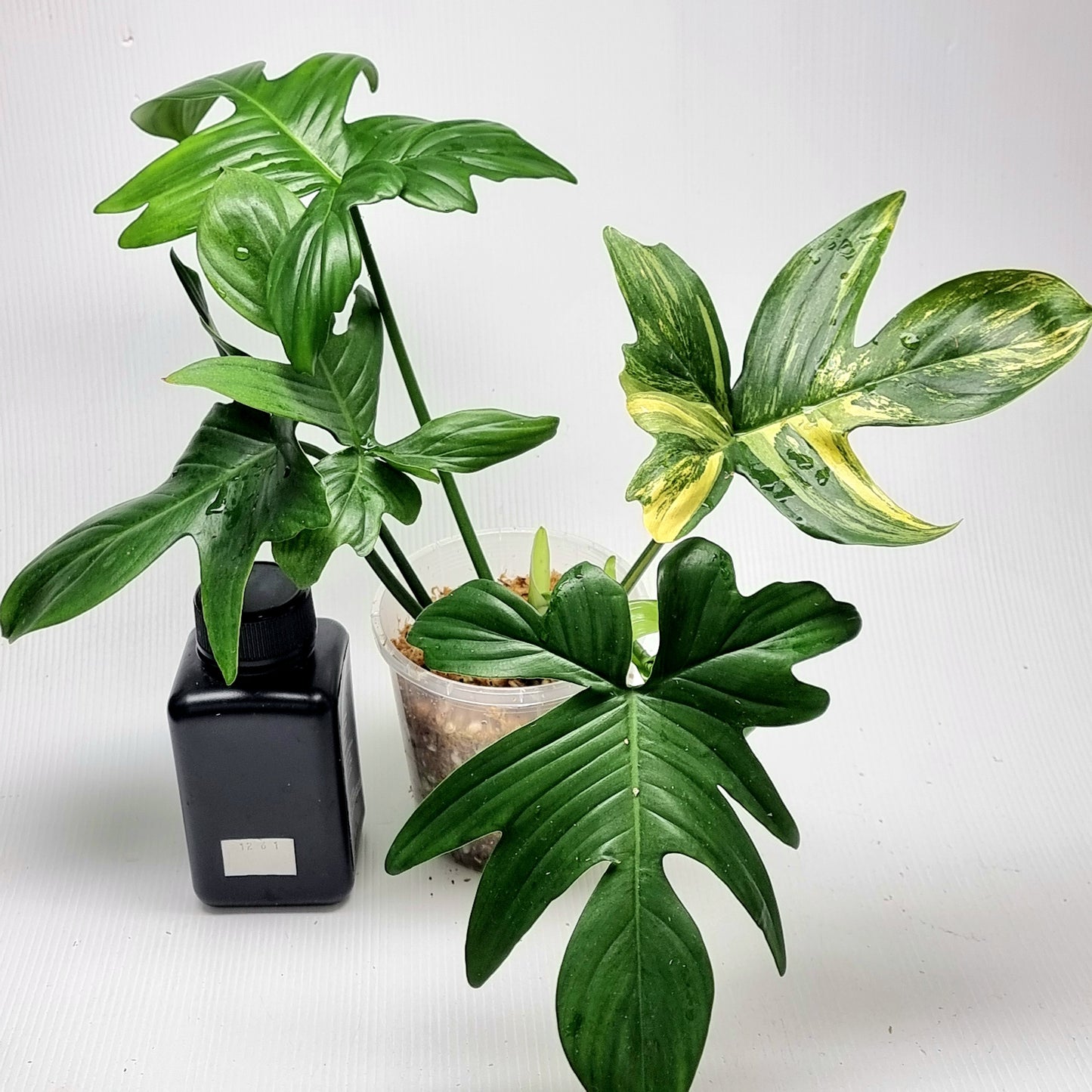 Philodendron pedatum Reverted