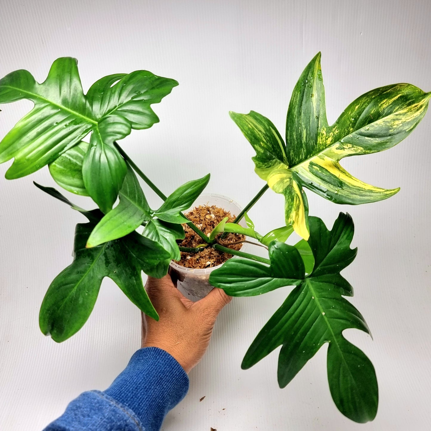 Philodendron pedatum Reverted