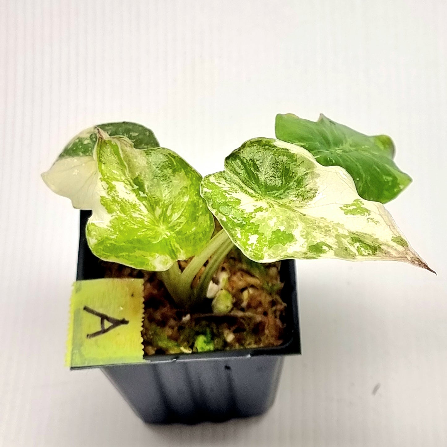 Alocasia wentii Albo/Pink Variegated