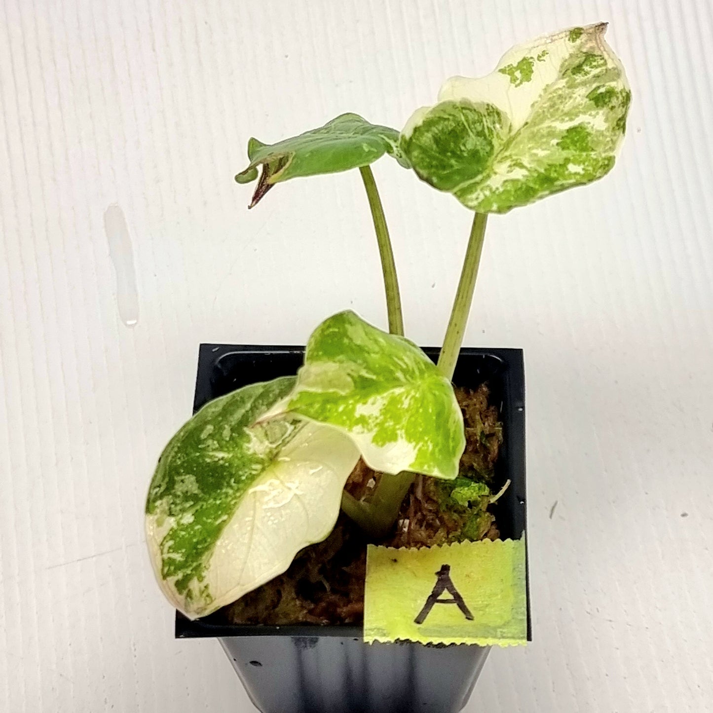 Alocasia wentii Albo/Pink Variegated