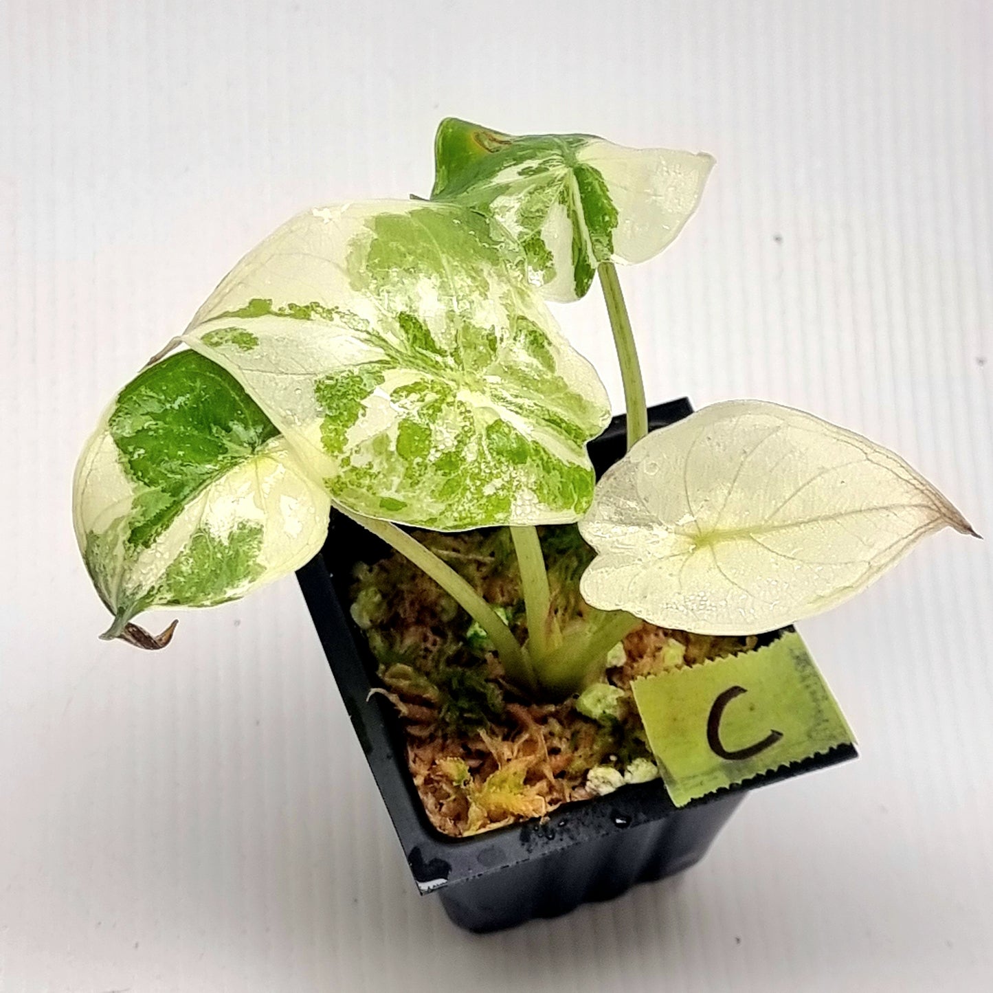 Alocasia wentii Albo/Pink Variegated