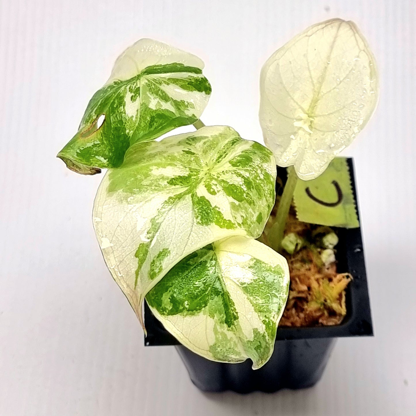 Alocasia wentii Albo/Pink Variegated