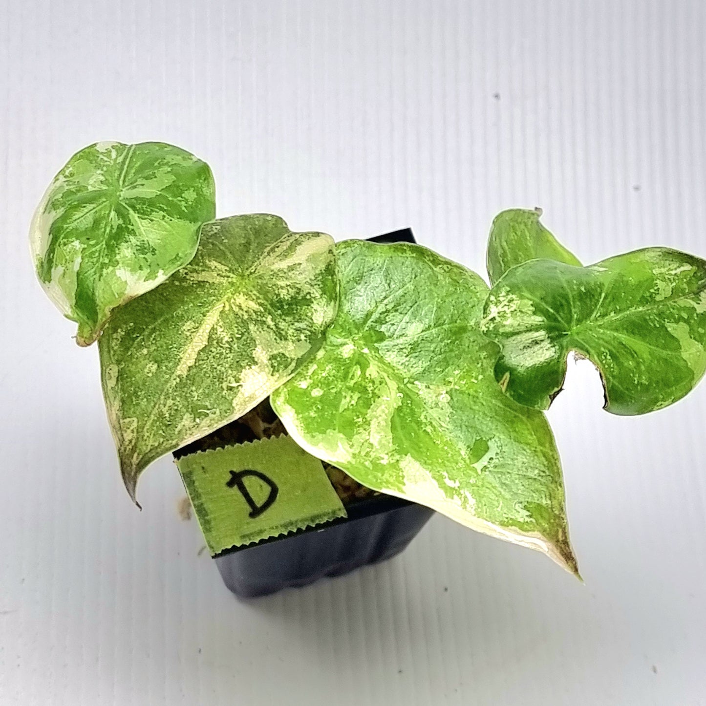 Alocasia wentii Albo/Pink Variegated