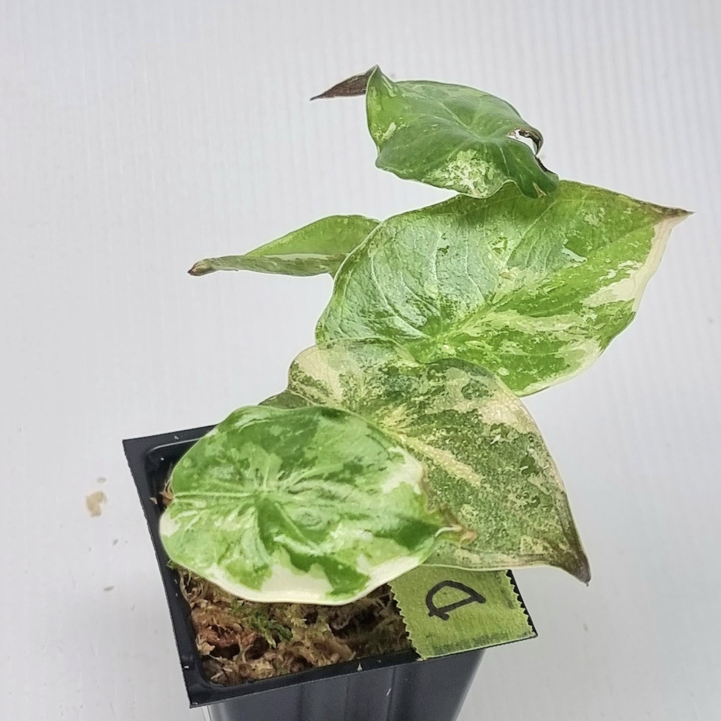Alocasia wentii Albo/Pink Variegated