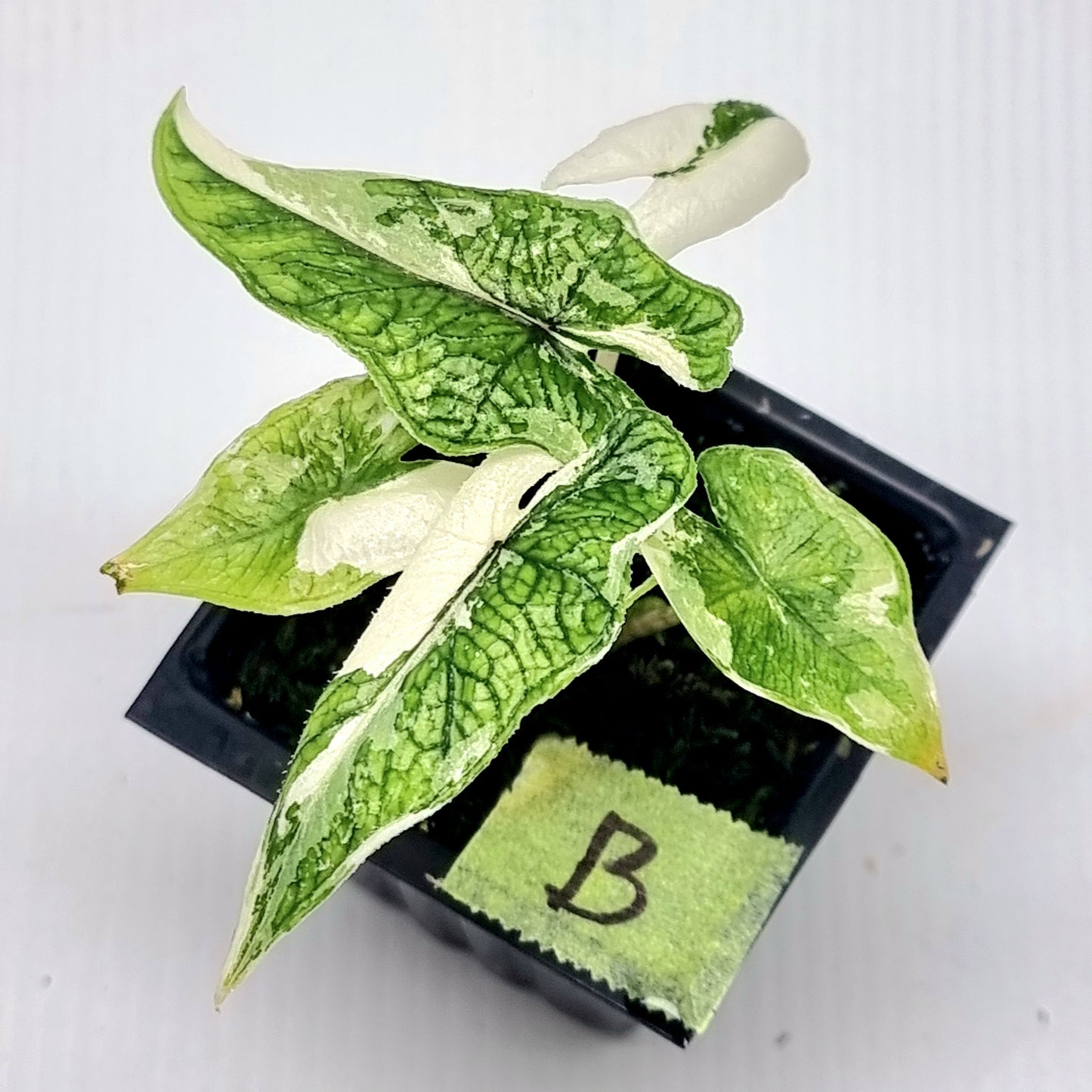 Alocasia Jacklyn Albo Variegated