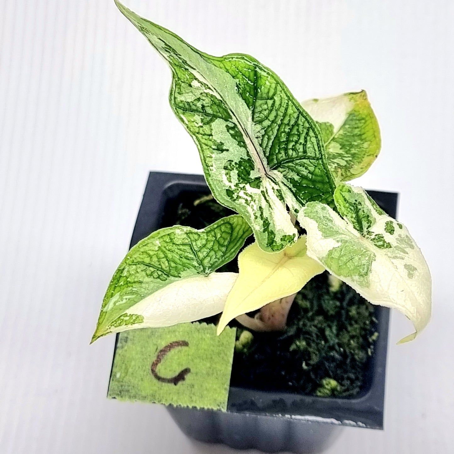 Alocasia Jacklyn Albo Variegated
