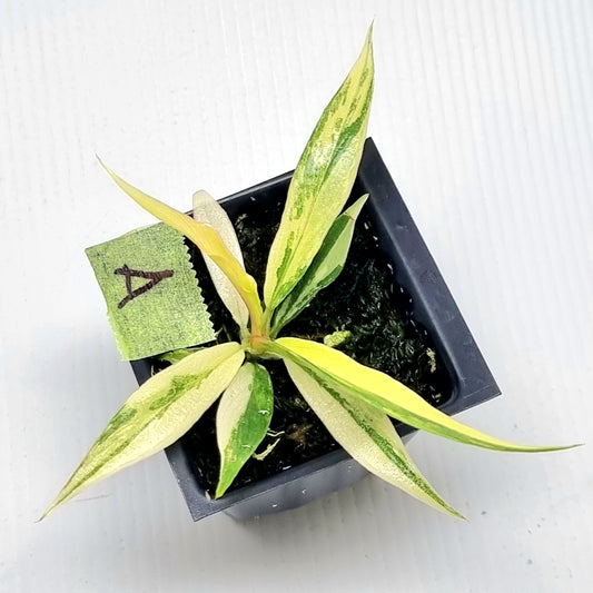Philodendron tortum Aurea Variegated