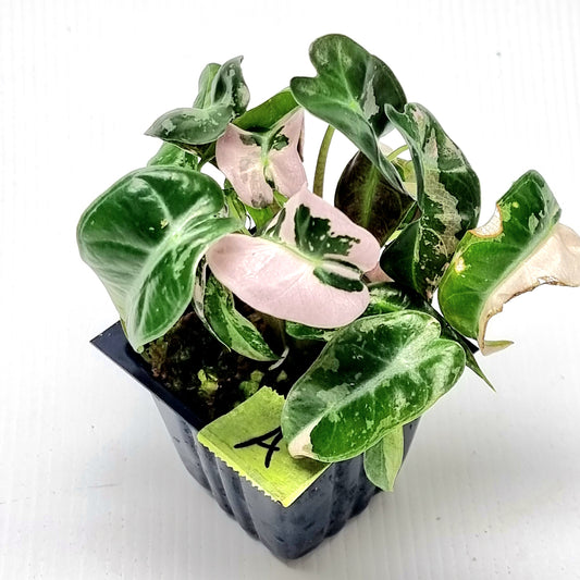 Alocasia Pink Swirl variegated