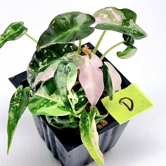 Alocasia Pink Swirl variegated