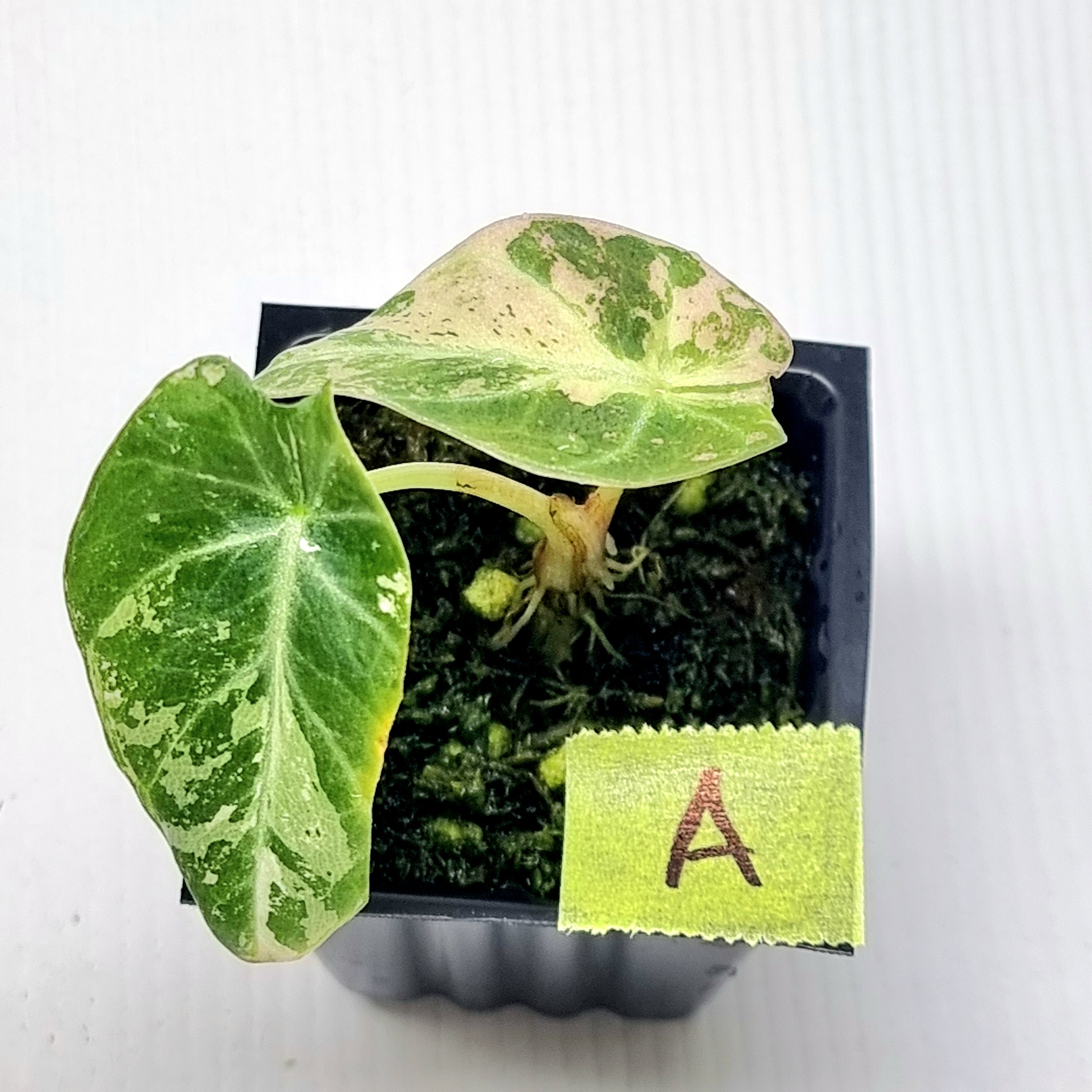 Alocasia black velvet Pink Variegated – Flora Magnifica Australia