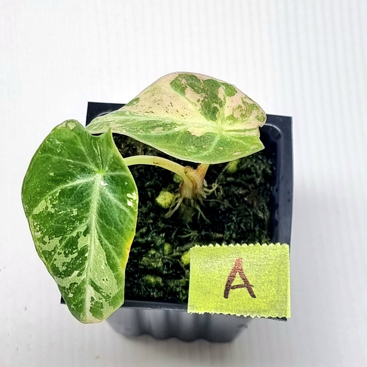 Alocasia black velvet Pink Variegated